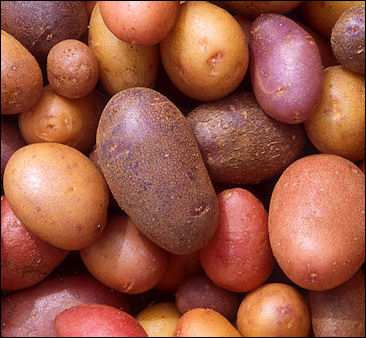 20120525-Potatoes Patates.jpg